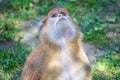 A monkey very focused looking at something Royalty Free Stock Photo