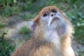 A monkey very focused looking at something Royalty Free Stock Photo