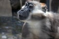 A monkey very focused looking at something Royalty Free Stock Photo