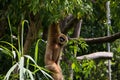 Monkey hanging on the tree in Vienna Zoo