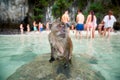 Monkey waiting for food in Monkey Beach and tourists in the background, Phi Phi Islands, Thailand