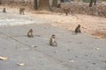 Monkey waiting eat from tourists