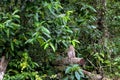 Monkey waiting for tourist on the tree