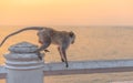 Monkey walk on fence with sunset.