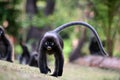 Monkey walk in the garden.