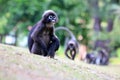 Monkey walk in the garden.