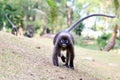 Monkey walk in the garden.