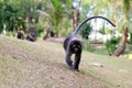 Monkey walk in the garden.