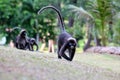 Monkey walk in the garden.