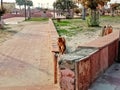 Monkey walk on wall in a park image india