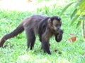 Monkey walking on grass Royalty Free Stock Photo