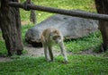 a monkey is walking on the green grass nearby big rock Royalty Free Stock Photo
