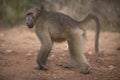 Monkey walking on the ground with a blurred background Royalty Free Stock Photo
