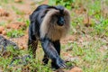 Monkey walking on the ground in the forest. Lion-tailed macaque in the forest. Valrapai Royalty Free Stock Photo