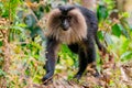 Monkey walking on the ground. Lion-tailed macaque in the forest. Valrapai Royalty Free Stock Photo