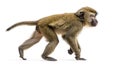 Monkey side view, walking on white background, primate in profile Royalty Free Stock Photo