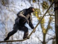 Monkey walking on a rope in a zoo. Royalty Free Stock Photo