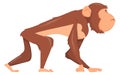 Monkey walking side view. Jungle animal. Wild primate
