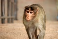 Monkey walking on stairs