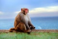 Monkey on the wall of Buddhist temple of Mount Popa, in Myanmar, against a blue sky.