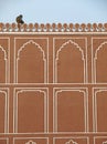 A monkey on the wall of Jaipur City Palace, India