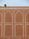 A monkey on the wall of Jaipur City Palace, India Royalty Free Stock Photo