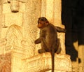 Monkey on the wall of a temple