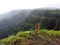 Monkey wandering at the edge of Amboli Kavalesad Vally