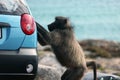 Baboon tries to steal from the car