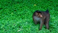 A monkey can be seen walking in the grass Royalty Free Stock Photo