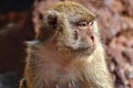The monkey was sitting thinking or watching something very interesting in front of him. Royalty Free Stock Photo