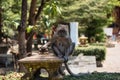 Monkey at wat tham sua, Krabi, Thailand Royalty Free Stock Photo