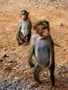 Monkey Watchman Royalty Free Stock Photo