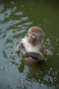 Monkey in the water Royalty Free Stock Photo