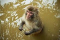 Monkey on water