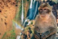 Monkey waterfall Royalty Free Stock Photo