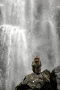 A Monkey in the waterfall Royalty Free Stock Photo