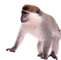 Monkey on the white background