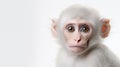 Monkey on white background illustration by generative ai Royalty Free Stock Photo