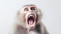 Monkey on white background illustration by generative ai Royalty Free Stock Photo