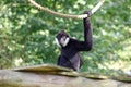 Monkey with white beard langur