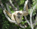 Monkey, white handed or Lar Gibbon , thailand