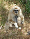 Monkey, white handed or Lar Gibbon , thailand Royalty Free Stock Photo