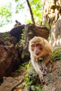 Monkey in widelife, Thailand Royalty Free Stock Photo