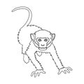 Monkey, wild animal of the jungle. Monkey, mammal primate single icon in outline style vector symbol stock illustration