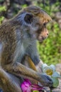 Monkey wild holding a flowers Royalty Free Stock Photo