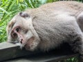 Monkey on a wooden ledge outside with vegetation in the background