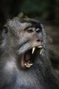 Monkey yawn - Bali - Indonesia