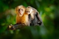 Monkey with young. Black monkey hidden in the tree branch in the dark tropical forest. White-headed Capuchin, feeding fruits. Royalty Free Stock Photo