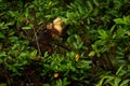 Monkey with young. Black monkey hidden in the tree branch in the dark tropic forest. Monkey White-headed Capuchin, Cebus capucinus Royalty Free Stock Photo